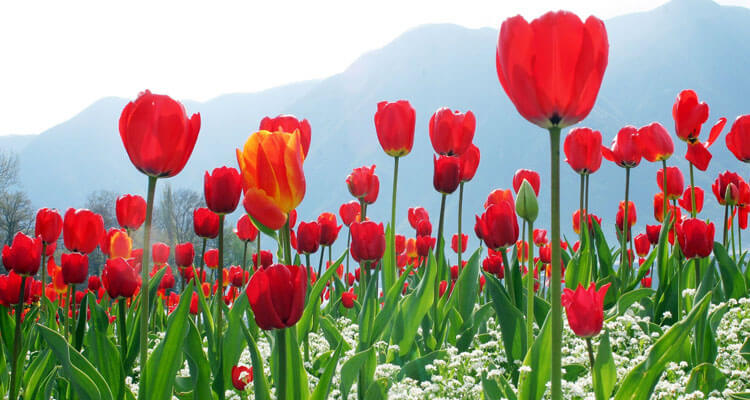 Tulip Garden